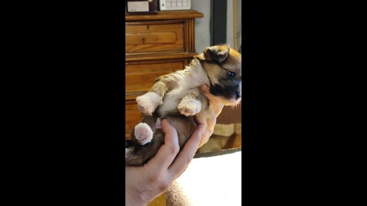 Poale Ell Veles. Chinese Crested Dog Kennel Poale Ell