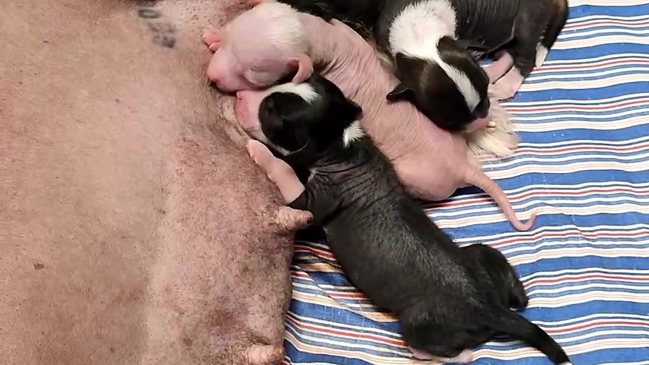 Помёт D | 16.10.2025. Питомник китайских хохлатых собак Poale Ell: купить щенка