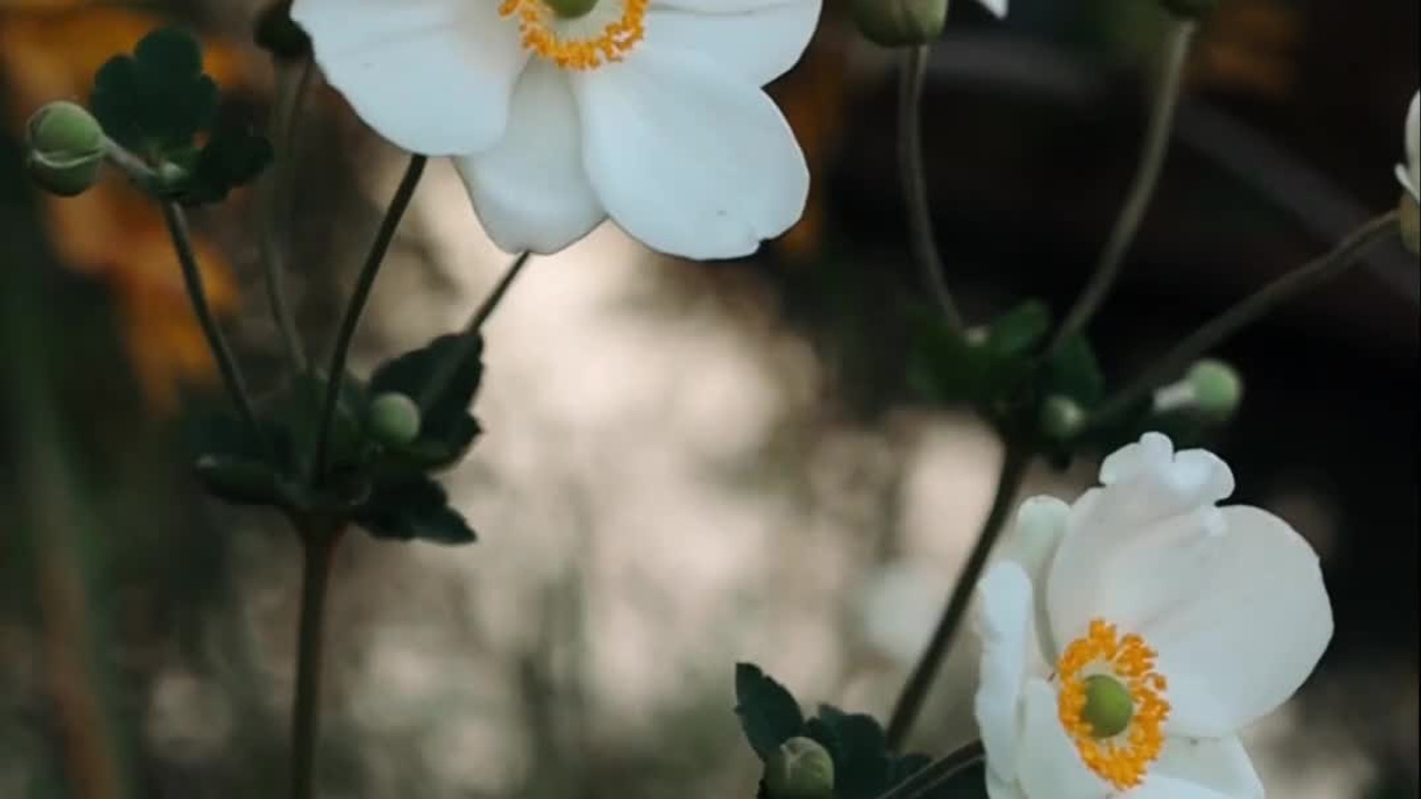 Ландшафтный дизайн. Фотограф Наталья Молчанова