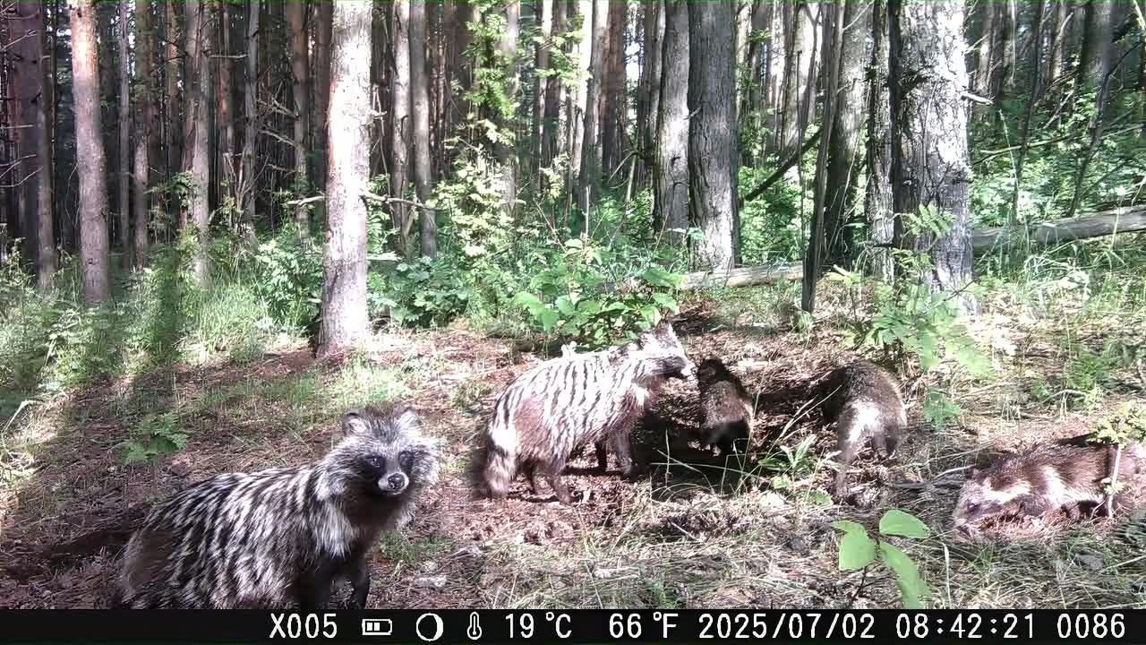 Видео с фотоловушек. GREEN UDMURTIA. Фотографии дикой природы