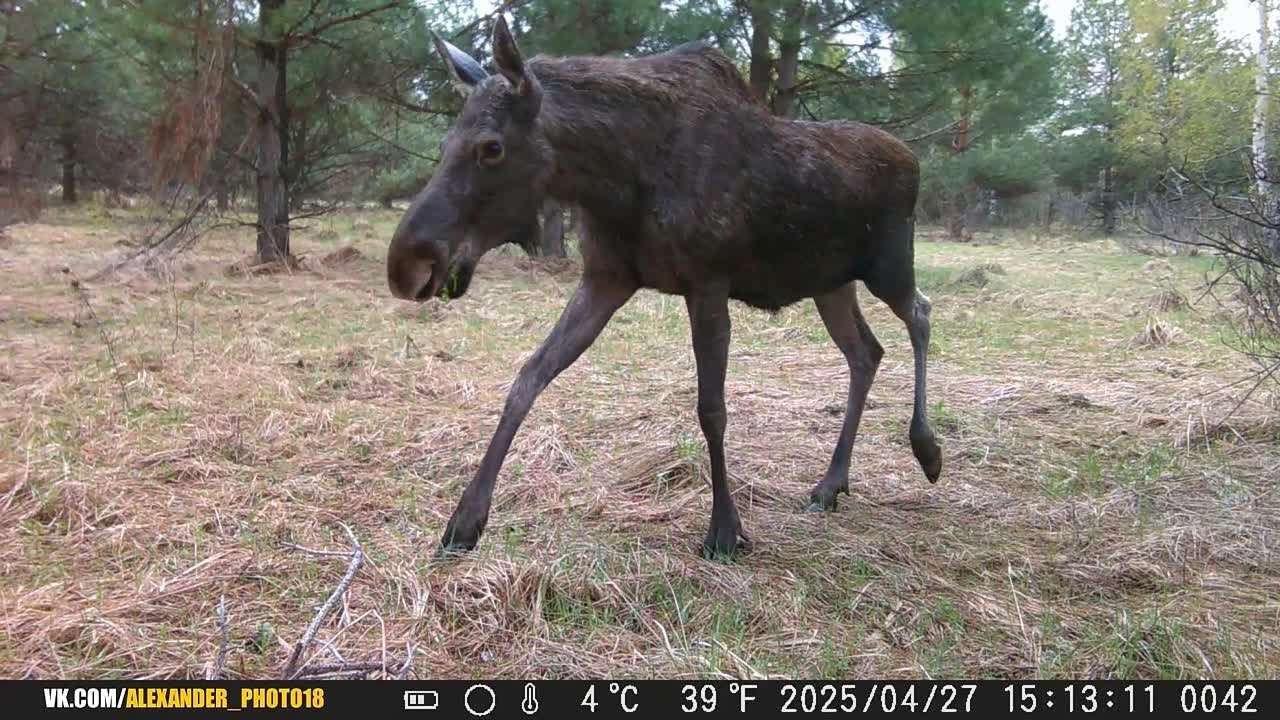 Видео с фотоловушек. GREEN UDMURTIA. Фотографии дикой природы