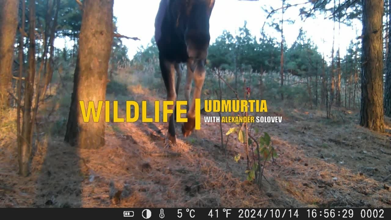 Видео с фотоловушек. GREEN UDMURTIA. Фотографии дикой природы