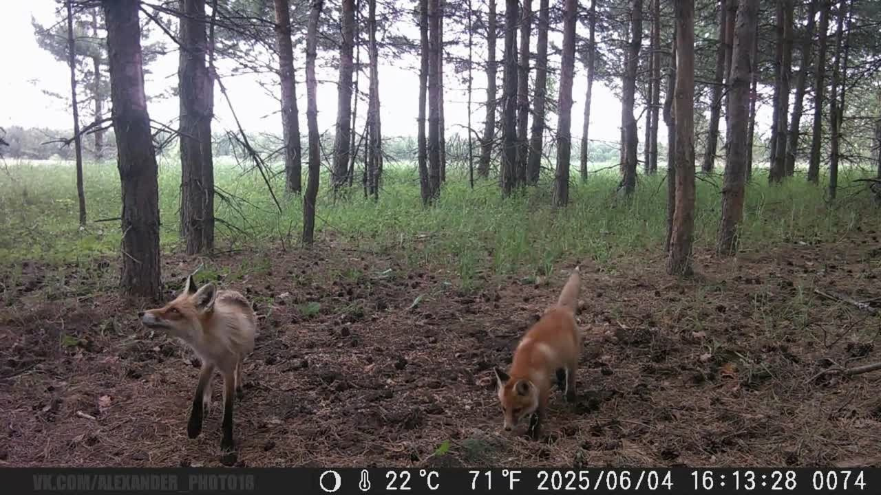 Видео с фотоловушек. GREEN UDMURTIA. Фотографии дикой природы