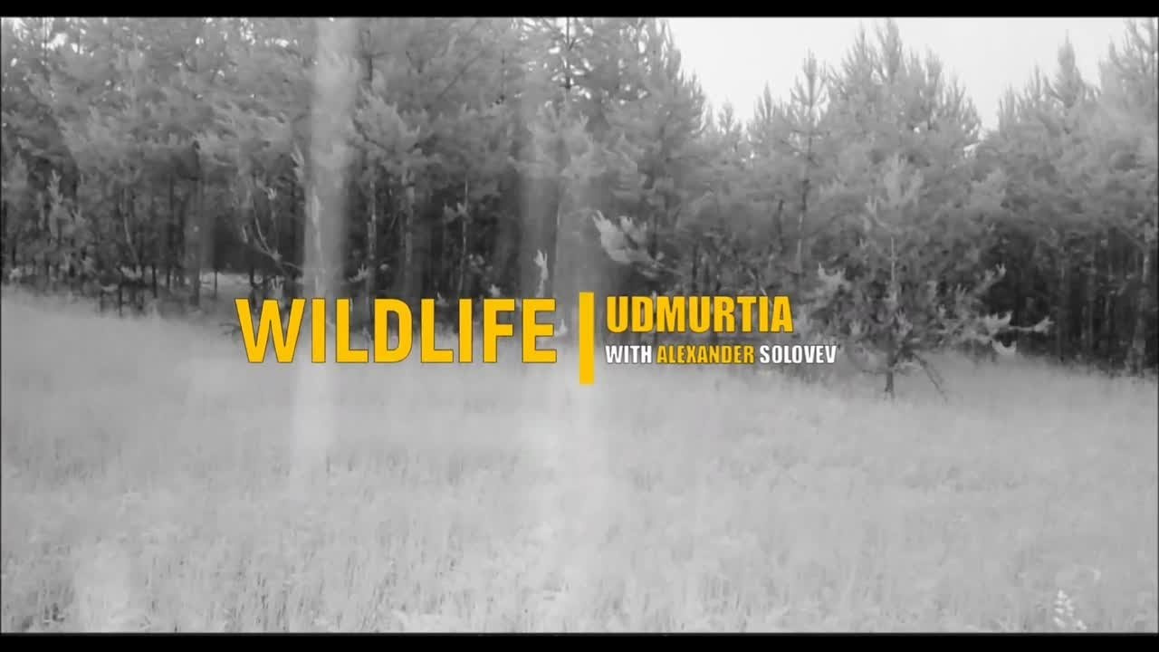 Видео с фотоловушек. GREEN UDMURTIA. Фотографии дикой природы