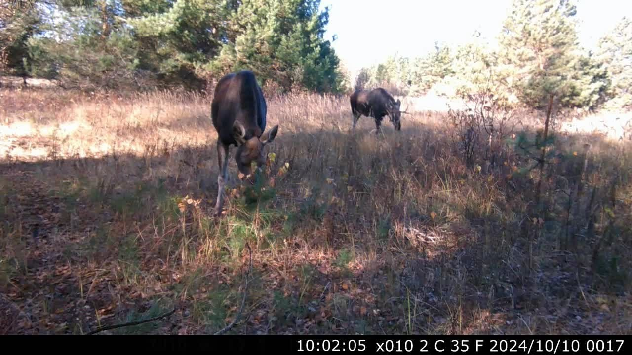 Видео с фотоловушек. GREEN UDMURTIA. Фотографии дикой природы