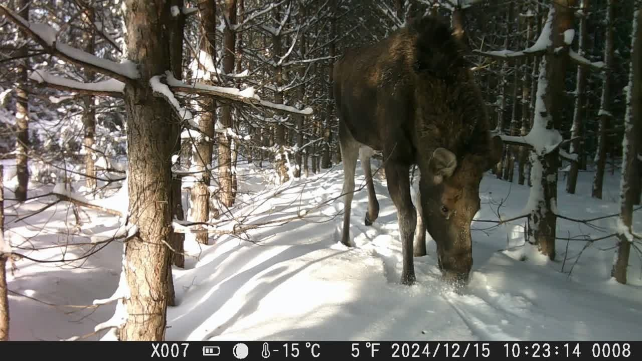 Видео с фотоловушек. GREEN UDMURTIA. Фотографии дикой природы