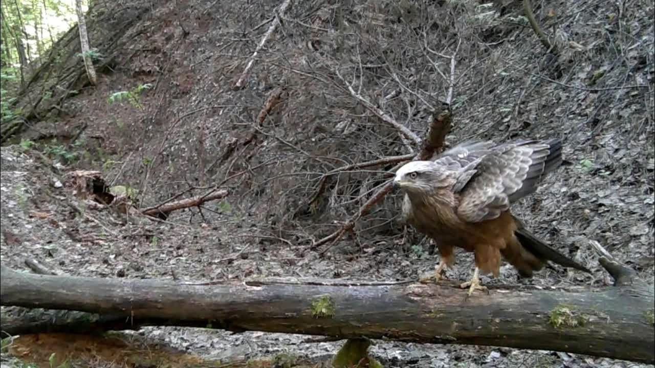 Видео с фотоловушек. GREEN UDMURTIA. Фотографии дикой природы