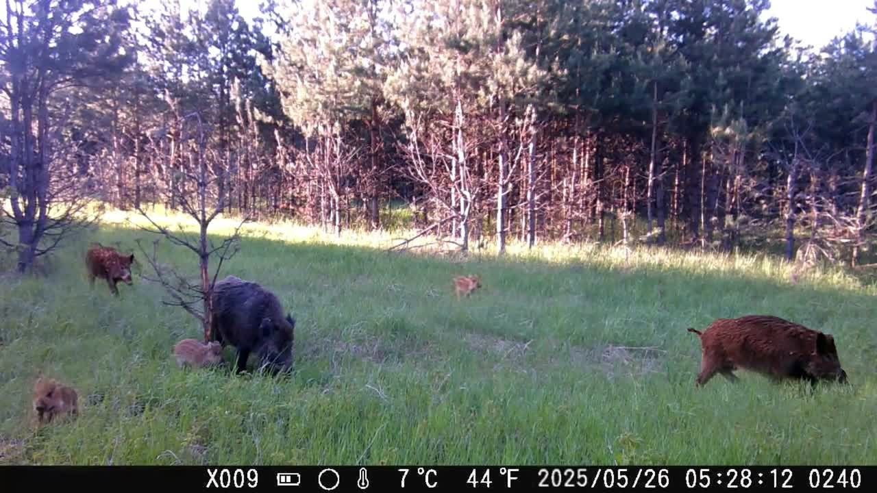 Видео с фотоловушек. GREEN UDMURTIA. Фотографии дикой природы