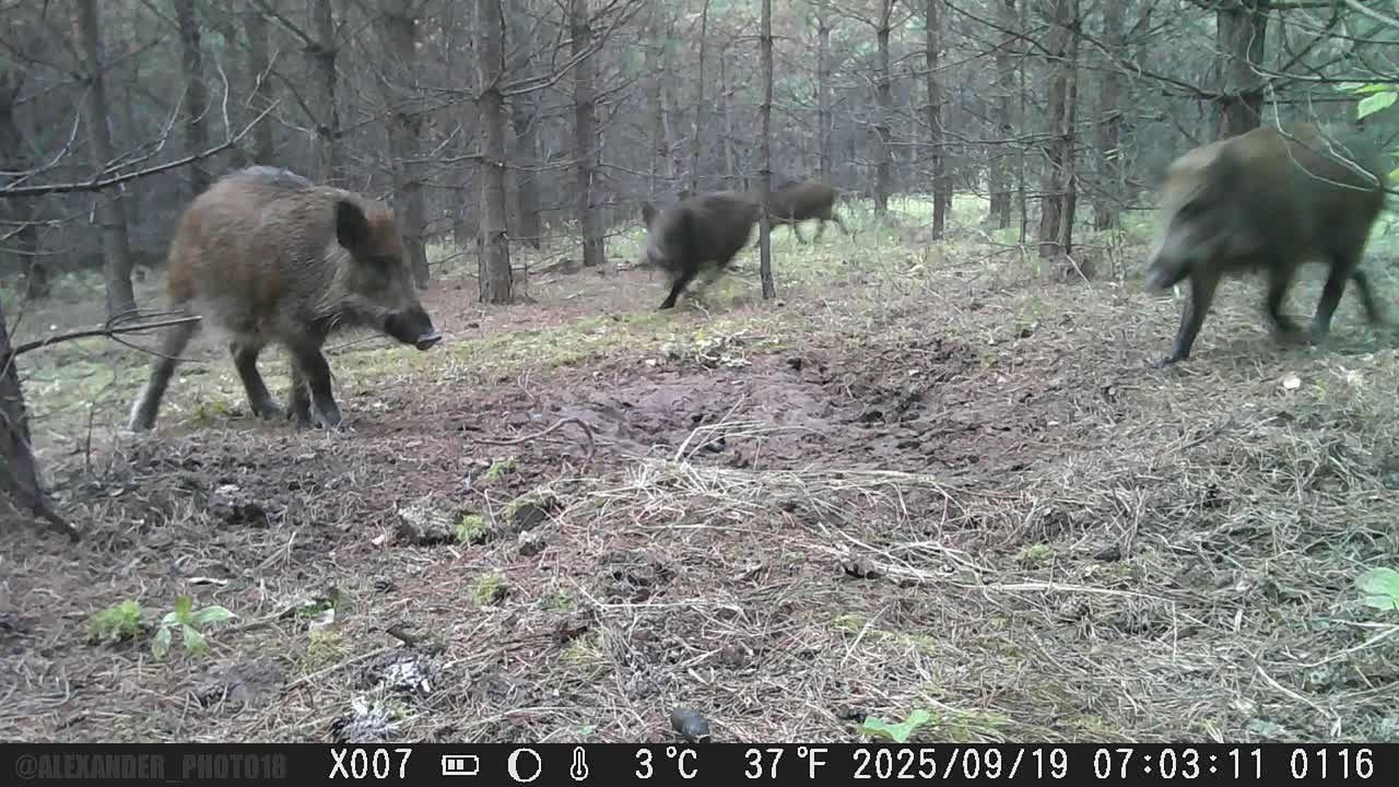Видео с фотоловушек. GREEN UDMURTIA. Фотографии дикой природы