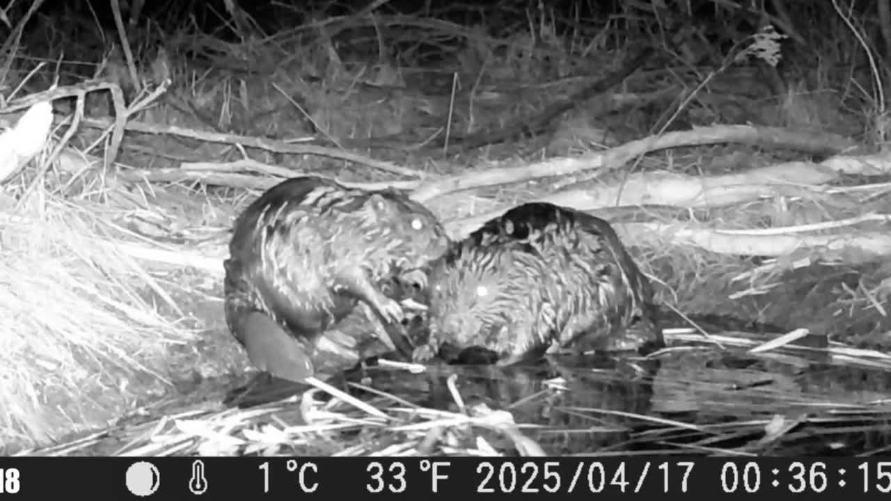 Видео с фотоловушек. GREEN UDMURTIA. Фотографии дикой природы