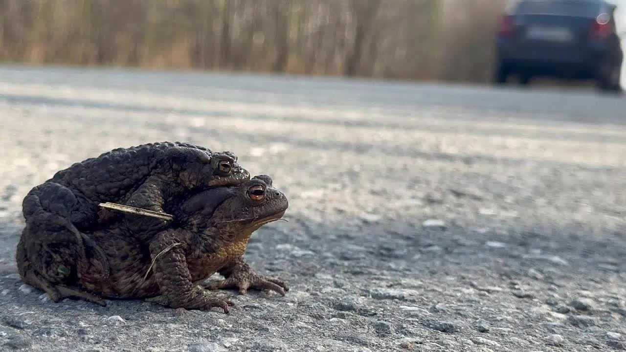 Видео с фотоловушек. GREEN UDMURTIA. Фотографии дикой природы