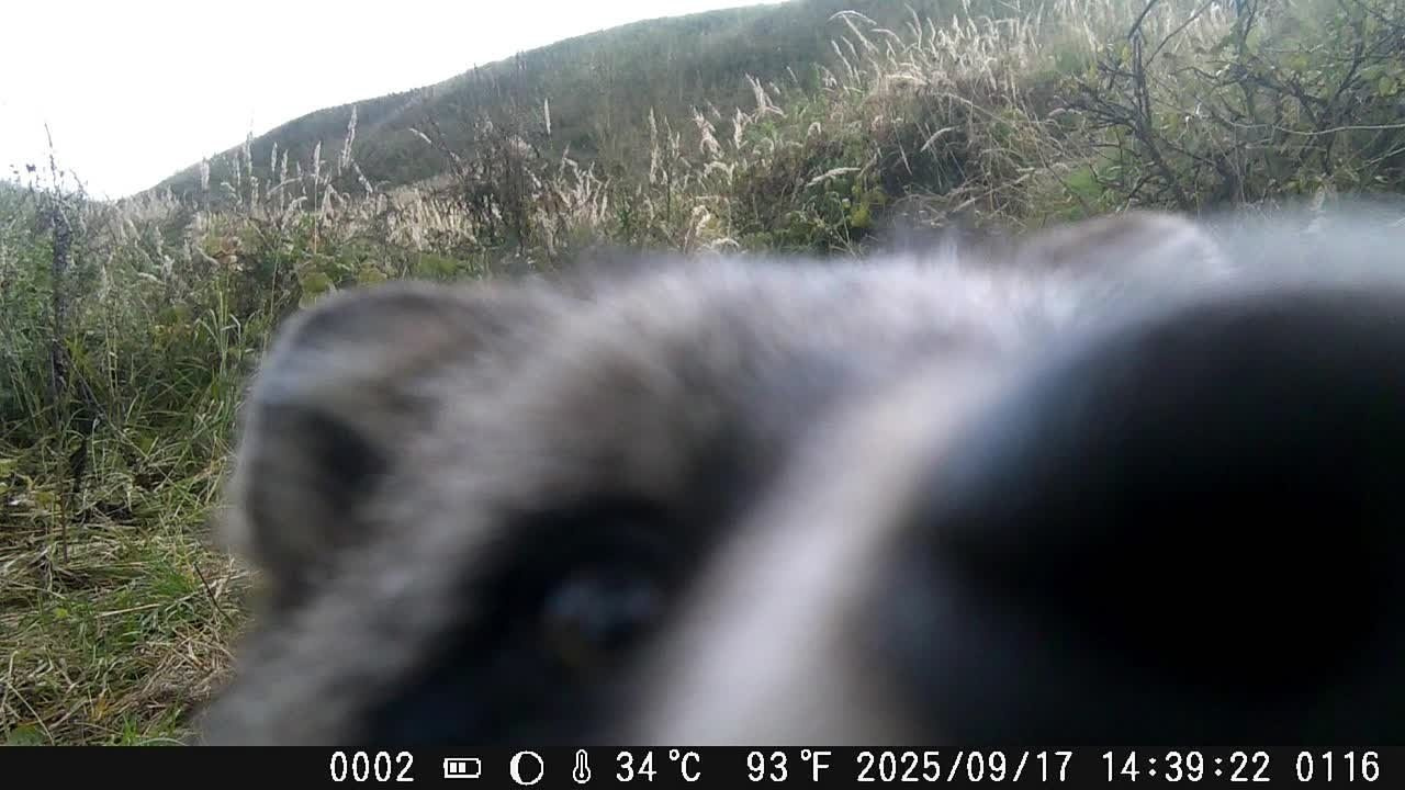 Видео с фотоловушек. GREEN UDMURTIA. Фотографии дикой природы