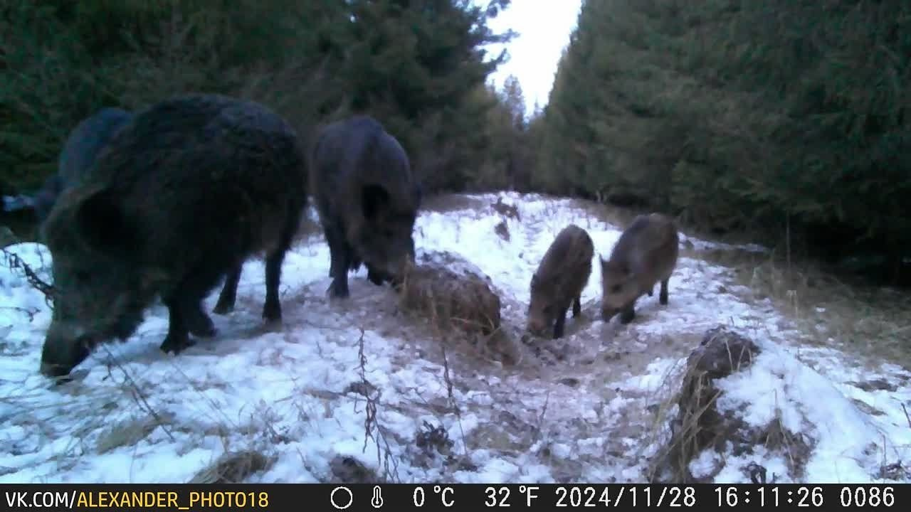 Видео с фотоловушек. GREEN UDMURTIA. Фотографии дикой природы