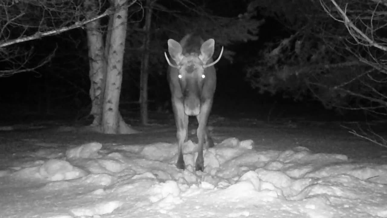 Видео с фотоловушек. GREEN UDMURTIA. Фотографии дикой природы