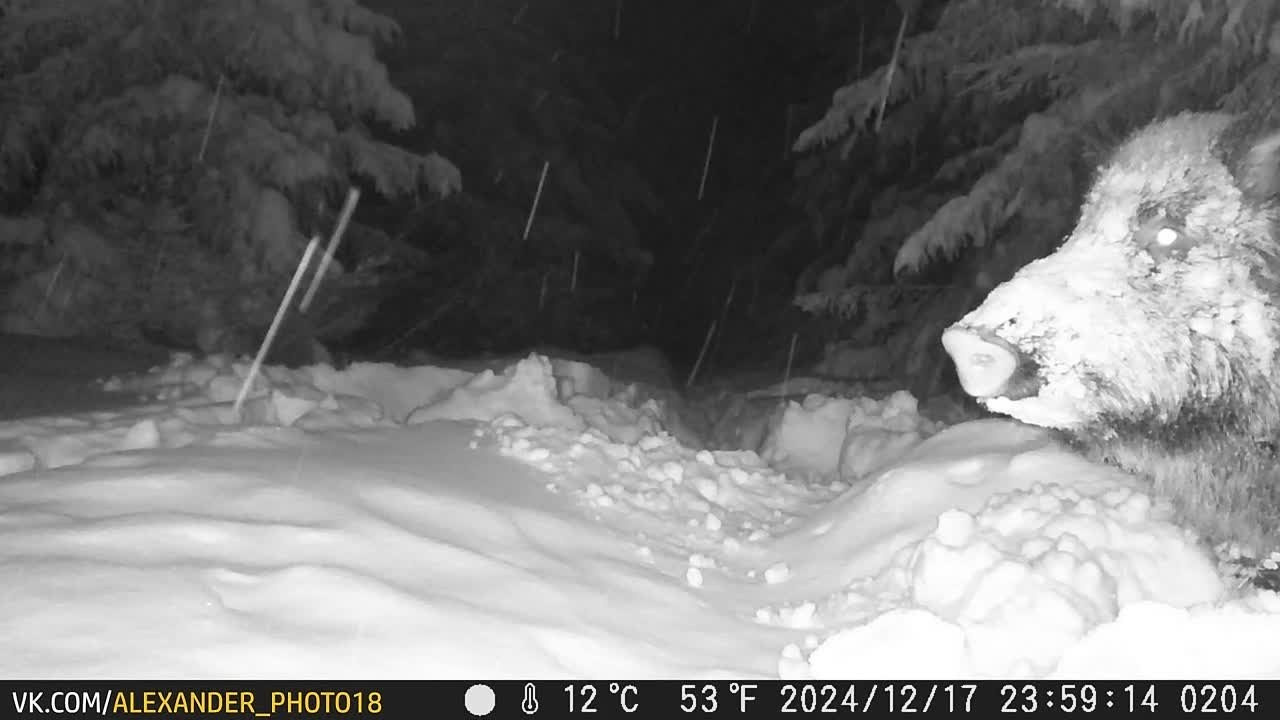 Видео с фотоловушек. GREEN UDMURTIA. Фотографии дикой природы