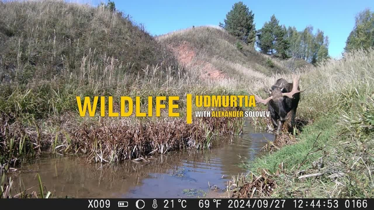 Видео с фотоловушек. GREEN UDMURTIA. Фотографии дикой природы