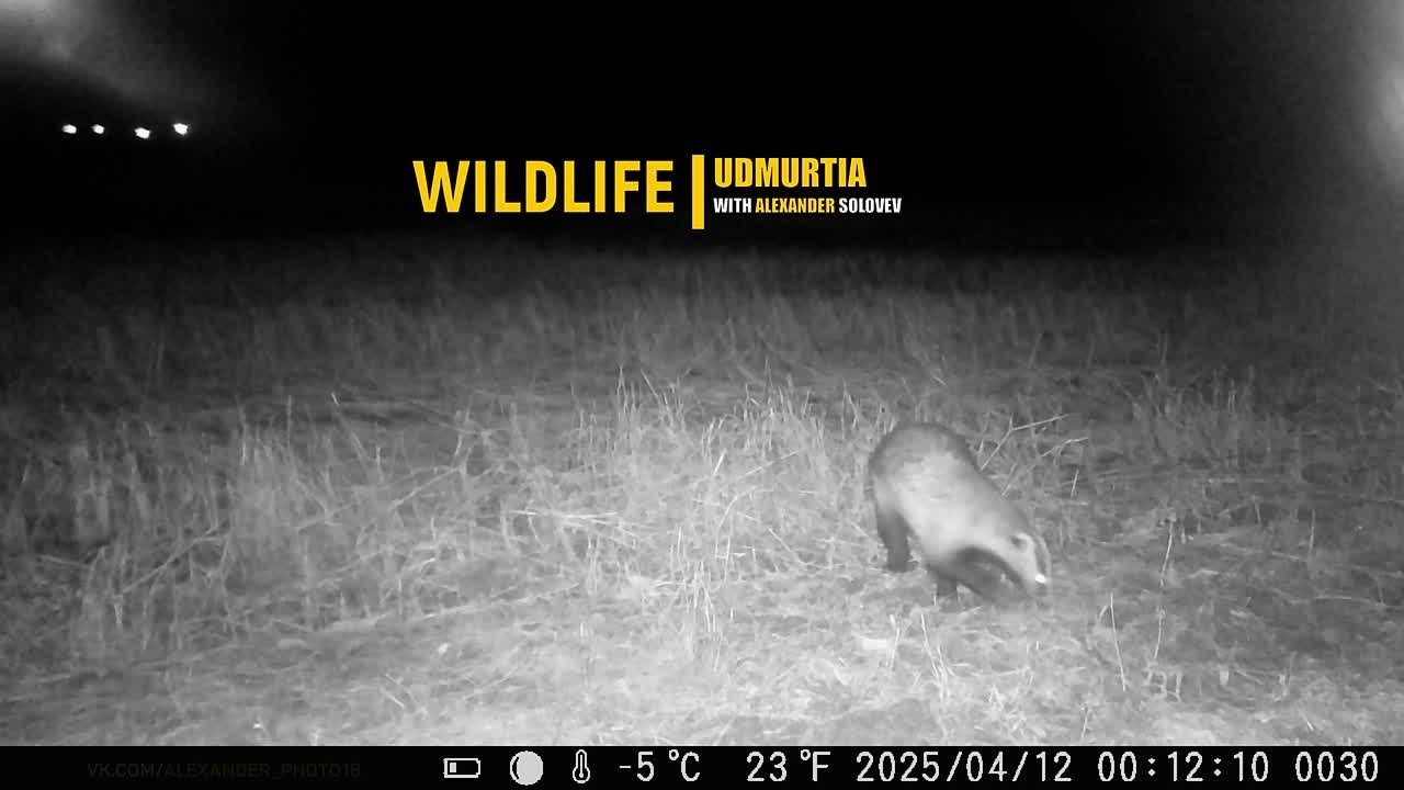 Видео с фотоловушек. GREEN UDMURTIA. Фотографии дикой природы