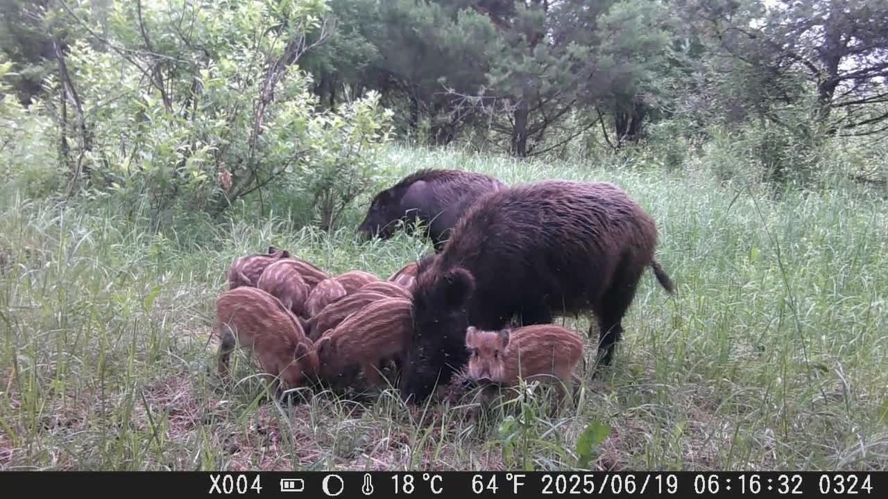 Видео с фотоловушек. GREEN UDMURTIA. Фотографии дикой природы