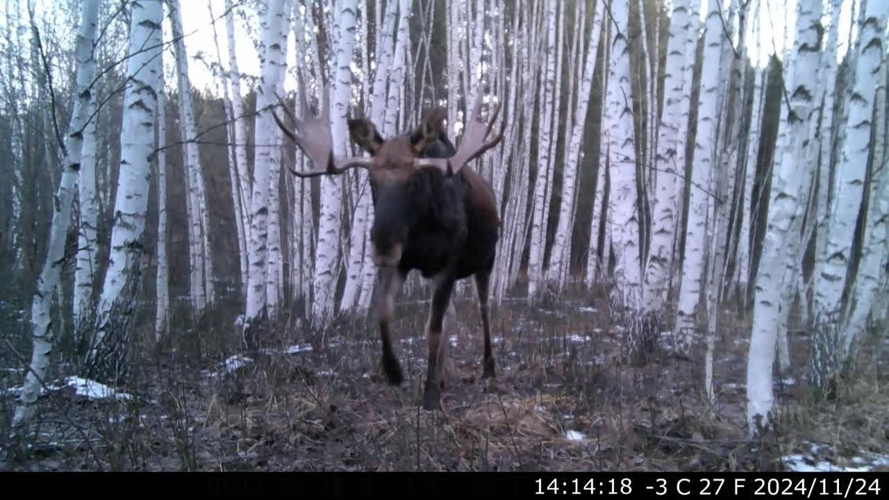Видео с фотоловушек. GREEN UDMURTIA. Фотографии дикой природы