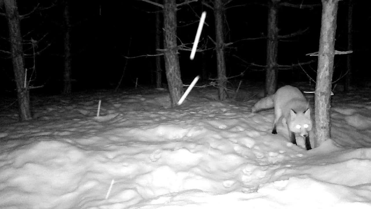 Видео с фотоловушек. GREEN UDMURTIA. Фотографии дикой природы