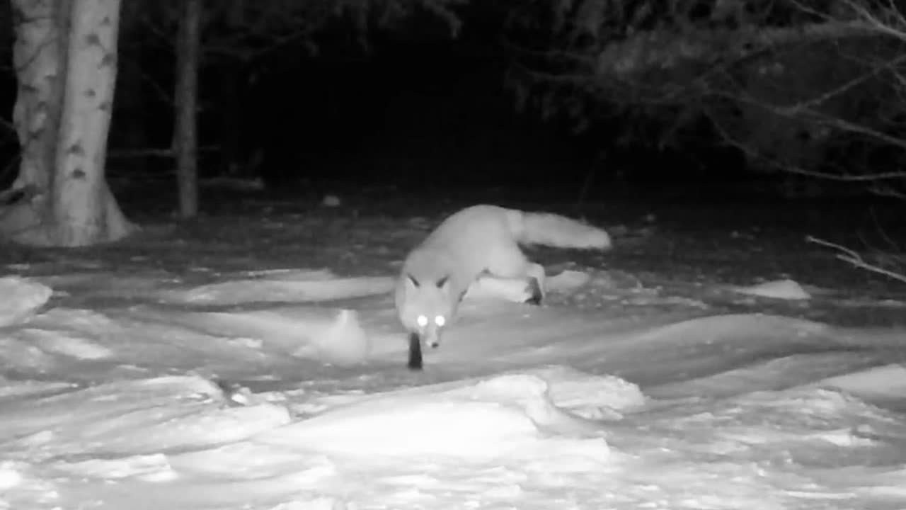 Видео с фотоловушек. GREEN UDMURTIA. Фотографии дикой природы