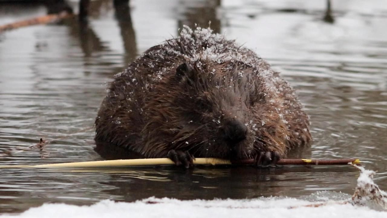 Видео с фотоловушек. GREEN UDMURTIA. Фотографии дикой природы