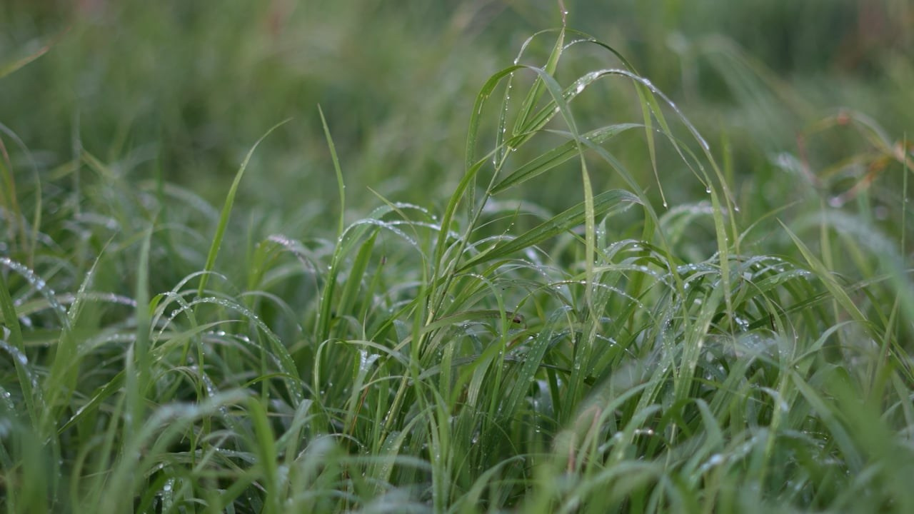 Свадебные. Видеограф Владимир Селезнев в Санкт-Петербурге