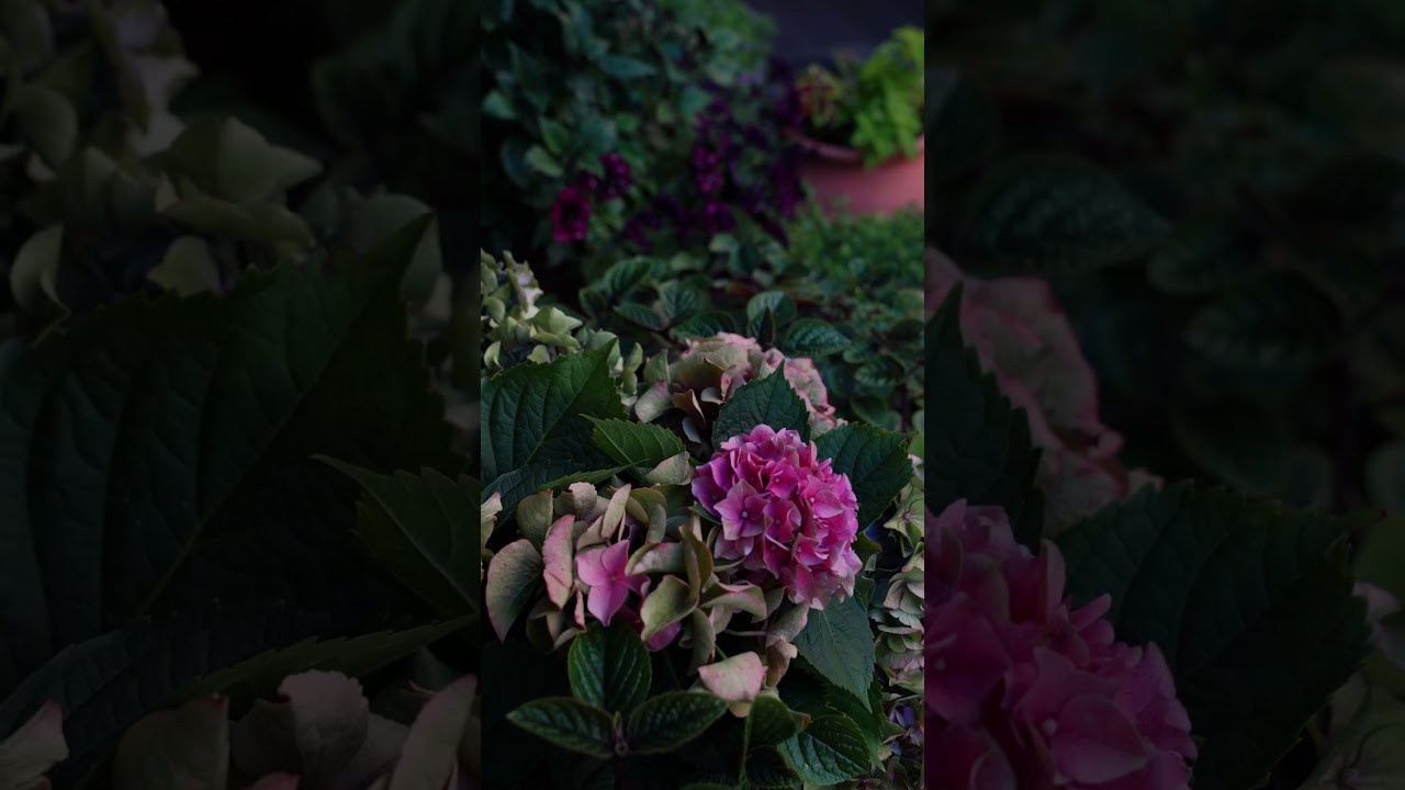 Reels. Фотограф и видеограф в Москве Павел Петровский