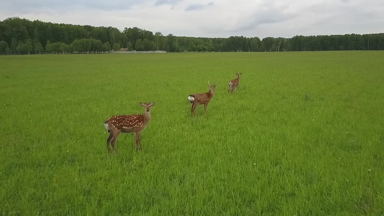 Видеосъемка