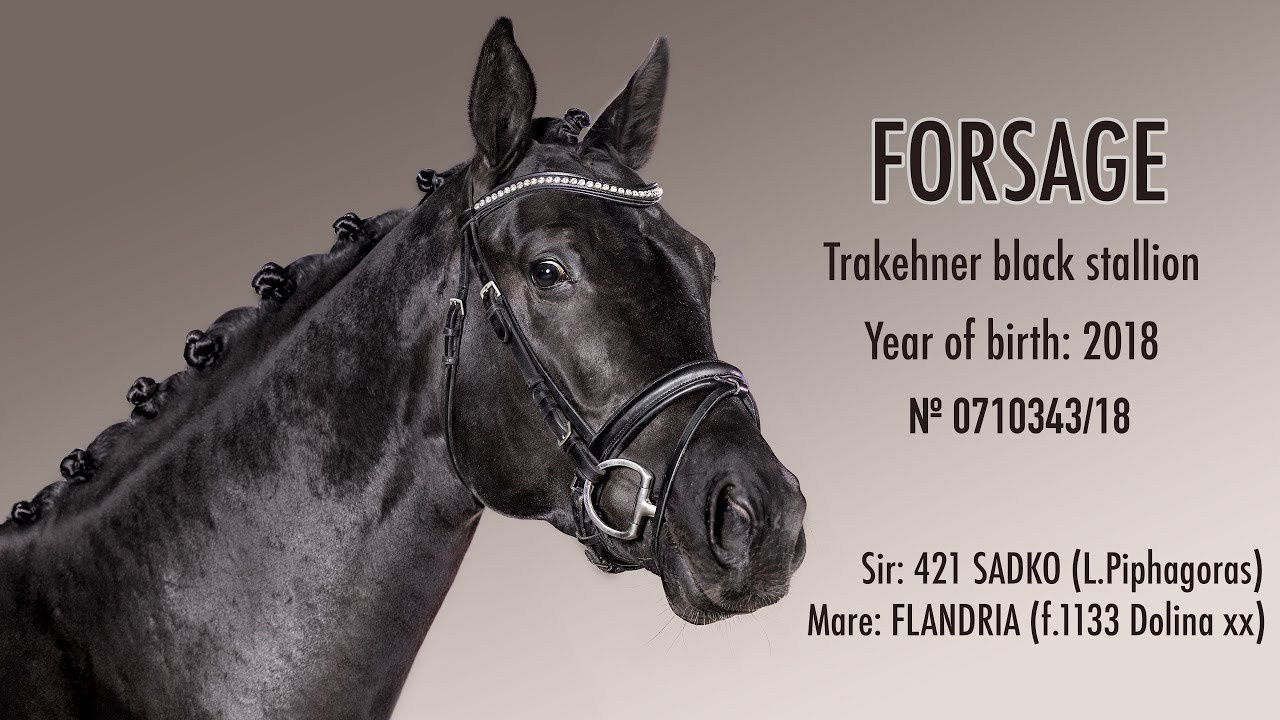 Съёмка лошади на продажу. Mrs.Aquarelia Конный фотограф Марианна Леонтьева