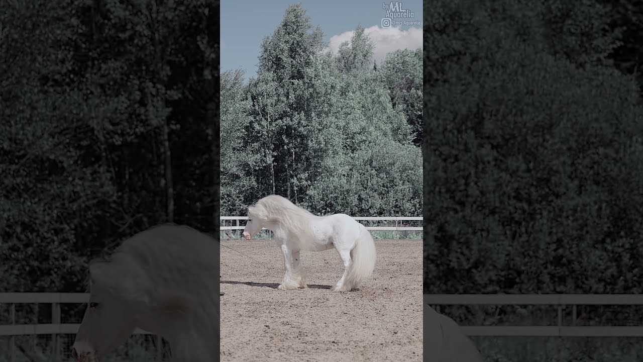 Съёмка с лошадьми (постановочные, художественные, тренировка). Mrs.Aquarelia Конный фотограф Марианна Леонтьева