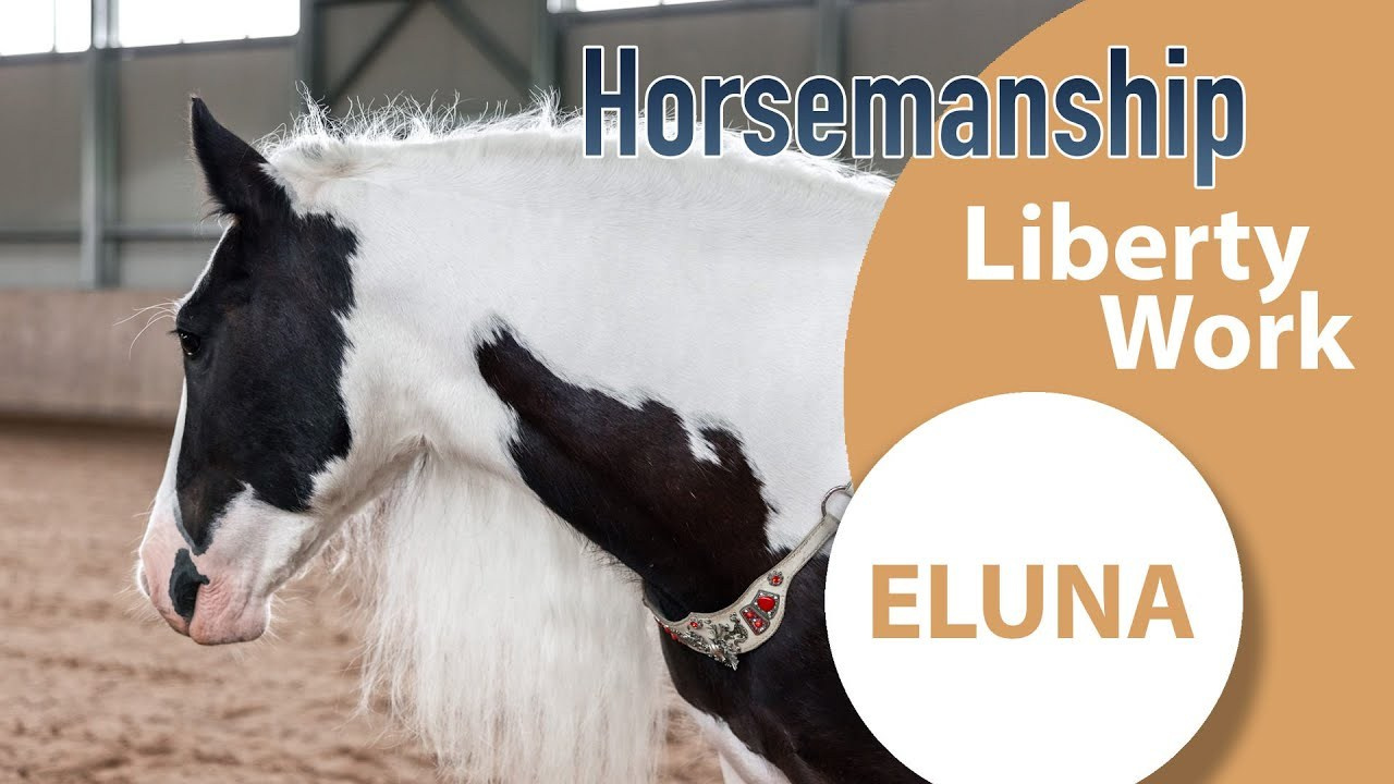 Съёмка с лошадьми (постановочные, художественные, тренировка). Mrs.Aquarelia Конный фотограф Марианна Леонтьева