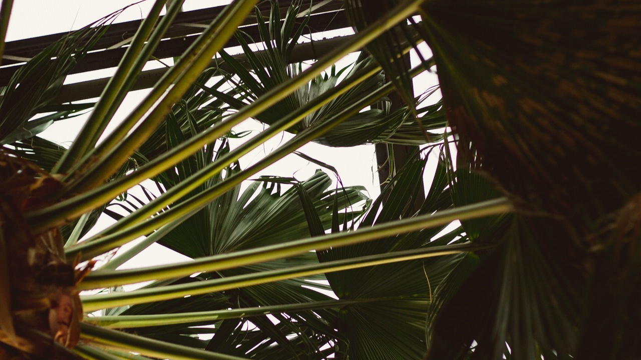 Petro Art — квартет в Таврическом саду (Рок Хиты)