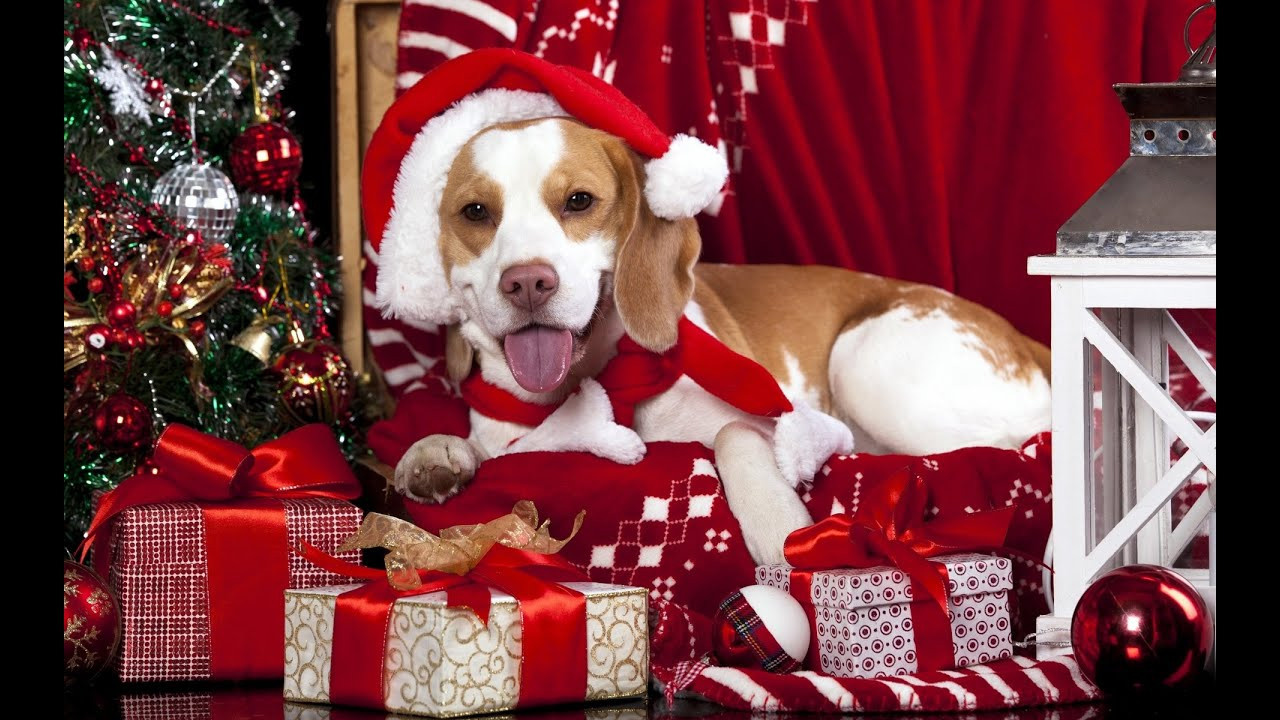 Дед Мороз.Видеопоздравление. Выпускные фотокниги