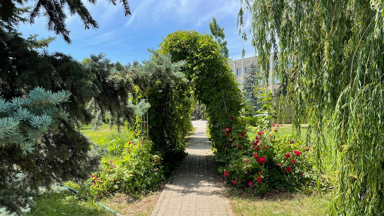 22 010 Арка растение. ВИЗУАЛЬНЫЕ И ЗВУКОВЫЕ РЕШЕНИЯ ДЛЯ БИЗНЕСА И СЪЁМОК ТЕЛЕТЕЛА