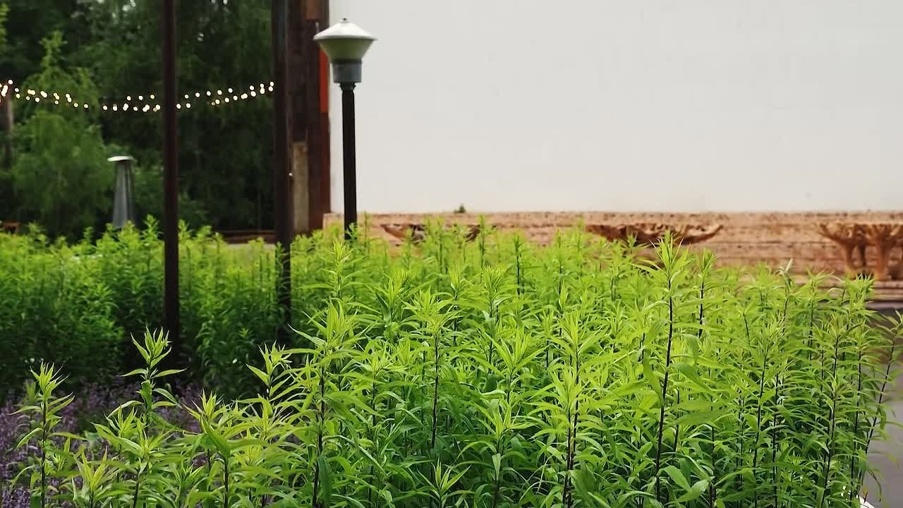 Video. Свадебный фотограф в Москве