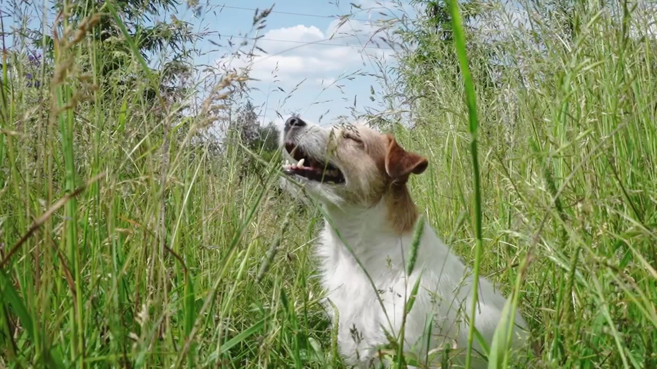 Семейное кино. Видеограф и фотограф Ярослава Лопухина