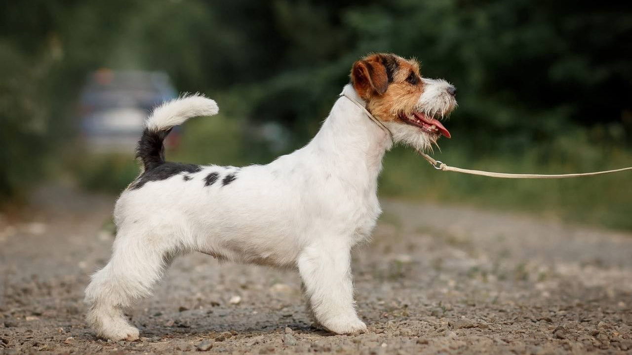LOVELY-ORANGE BLACK BEAD