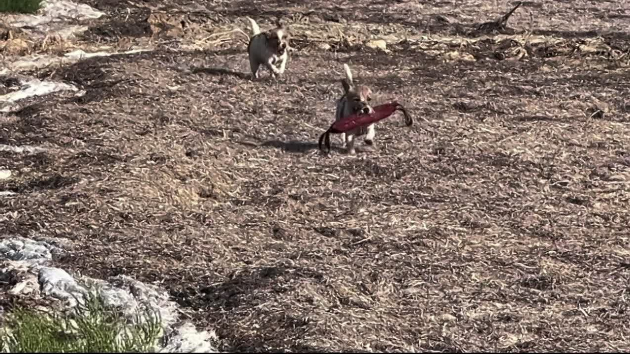 Жизнь питомника. Lovely-Orange питомник джек рассел терьеров