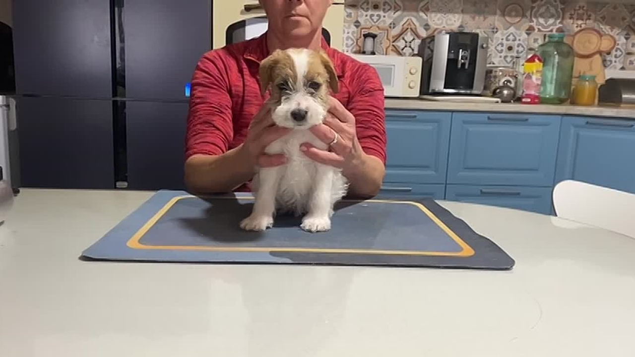 Кобель 1. Lovely-Orange питомник джек рассел терьеров