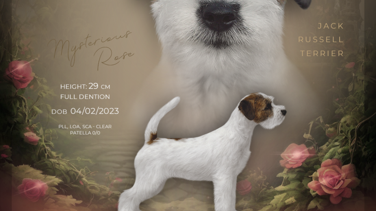 Lovely-Orange Katana