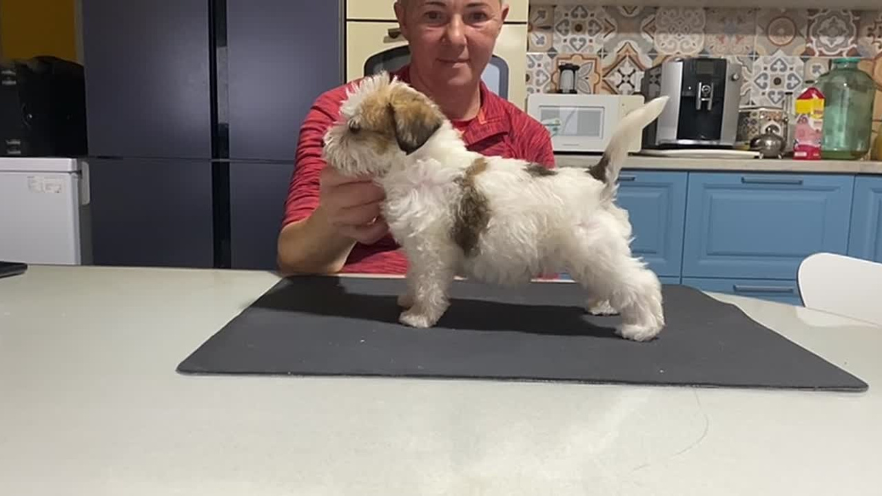 Кобель 2. Lovely-Orange питомник джек рассел терьеров