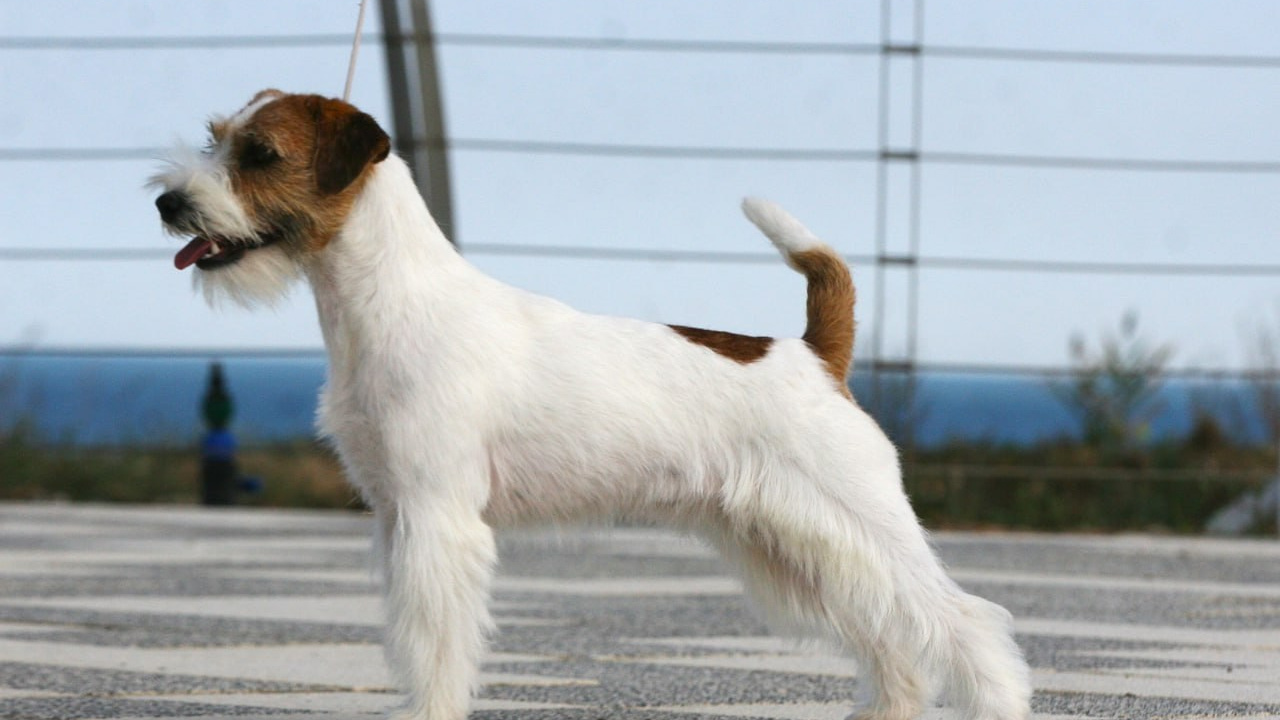 Lovely-Orange Escada