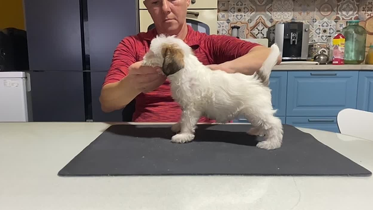 Сука 1. Lovely-Orange питомник джек рассел терьеров