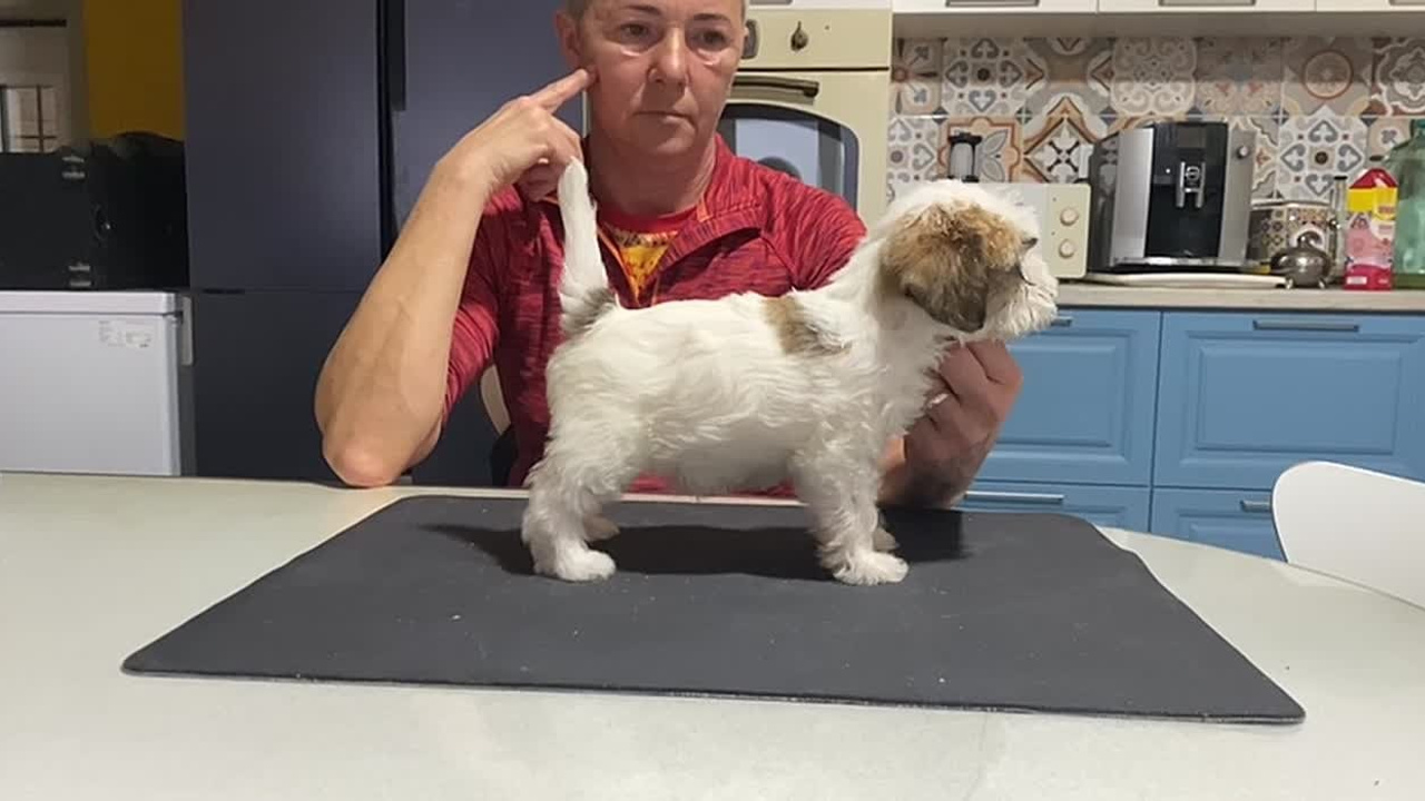 Сука 1. Lovely-Orange питомник джек рассел терьеров