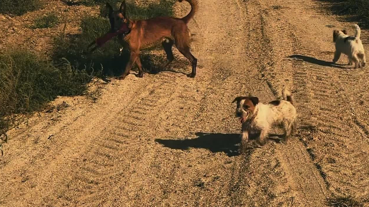 Жизнь питомника. Lovely-Orange питомник джек рассел терьеров