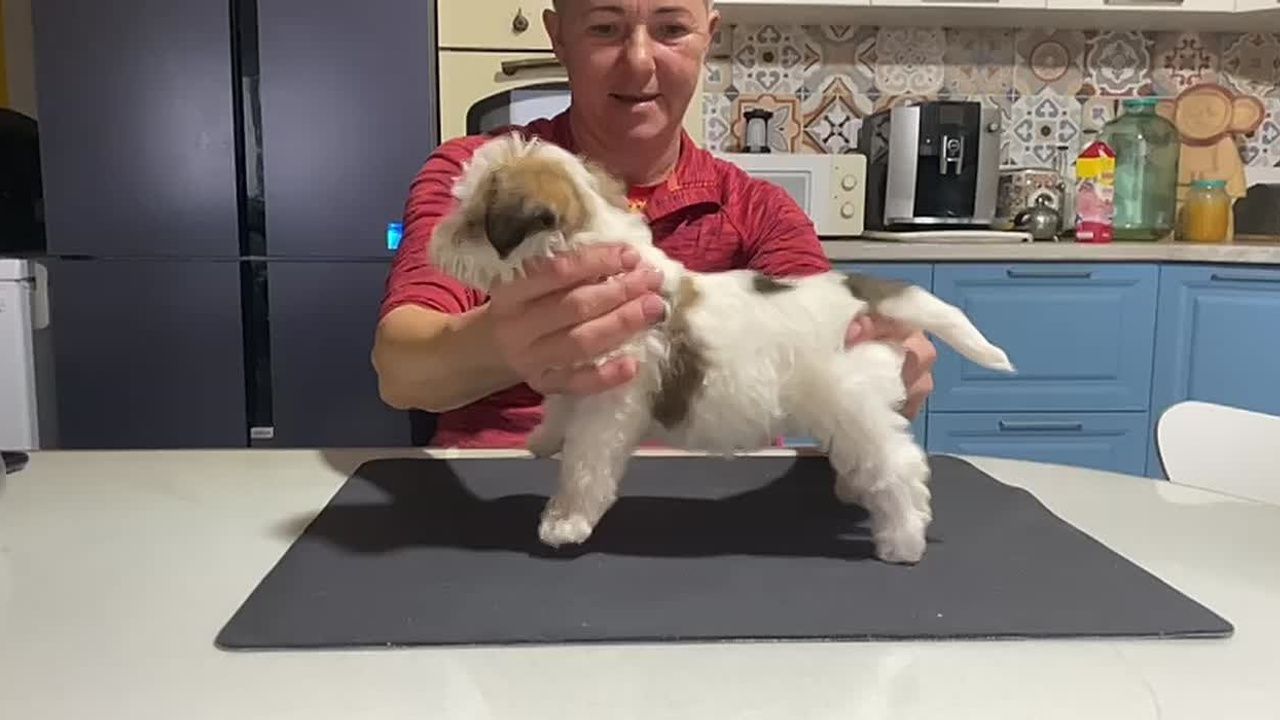 Кобель 2. Lovely-Orange питомник джек рассел терьеров