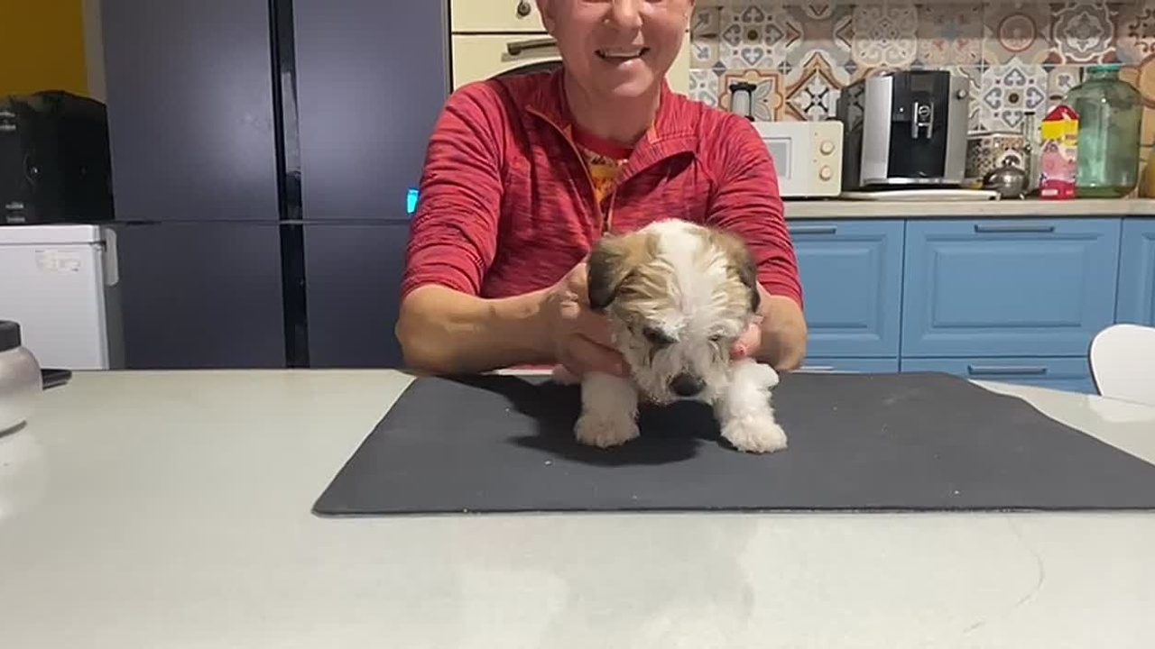 Кобель 2. Lovely-Orange питомник джек рассел терьеров