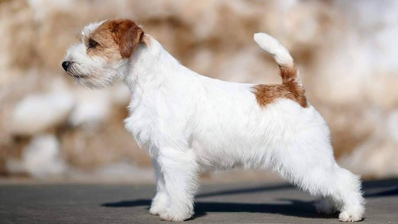 Lovely-Orange Candy Shop