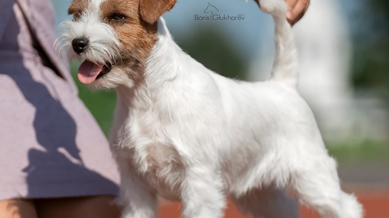 Lovely-Orange Alexandra